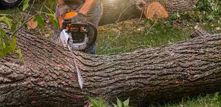 Best Tree Maintenance Programs  in Caldwell, NJ