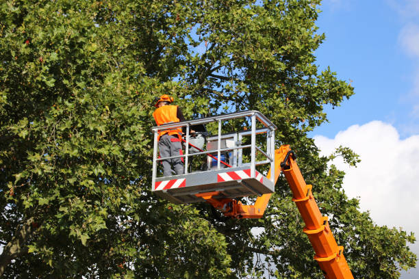 How Our Tree Care Process Works  in  Caldwell, NJ