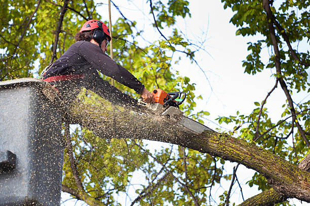 Best Firewood Processing and Delivery  in Caldwell, NJ